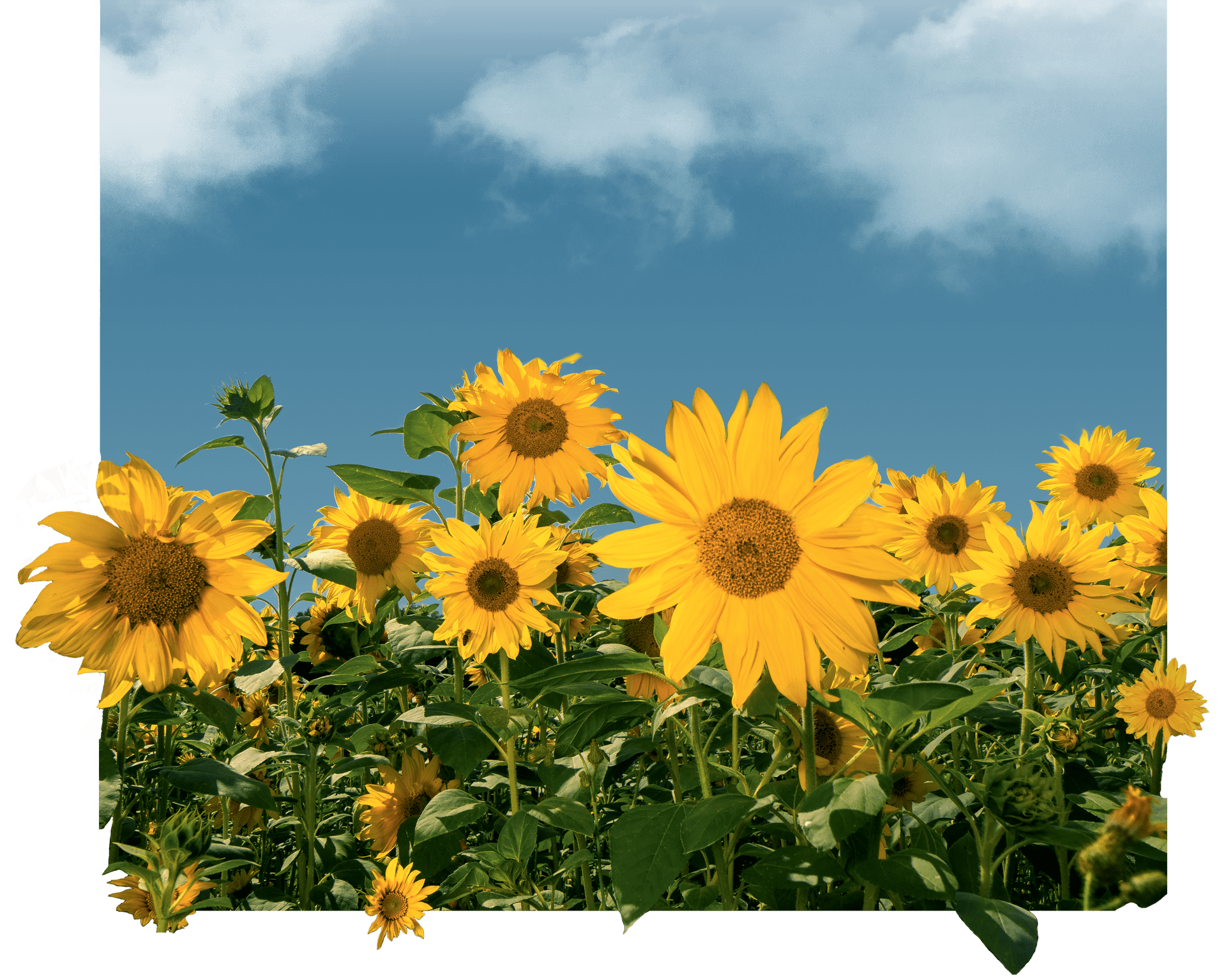 Sonnenblumen vor blauem Himmel