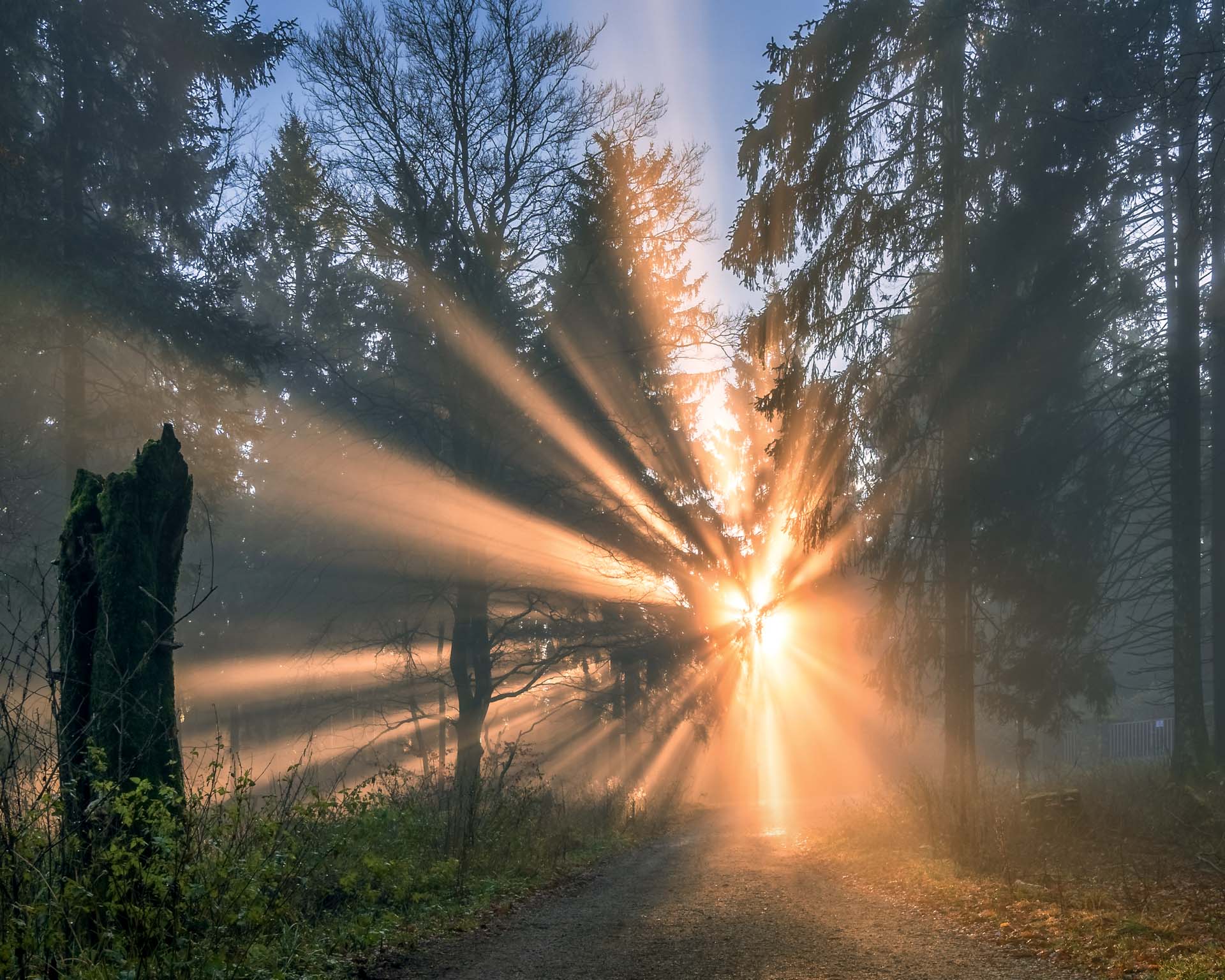 Nebel bricht sich Bahn in einem Nadelwald kurz vor Sonnenuntergang Im hohen Taunus