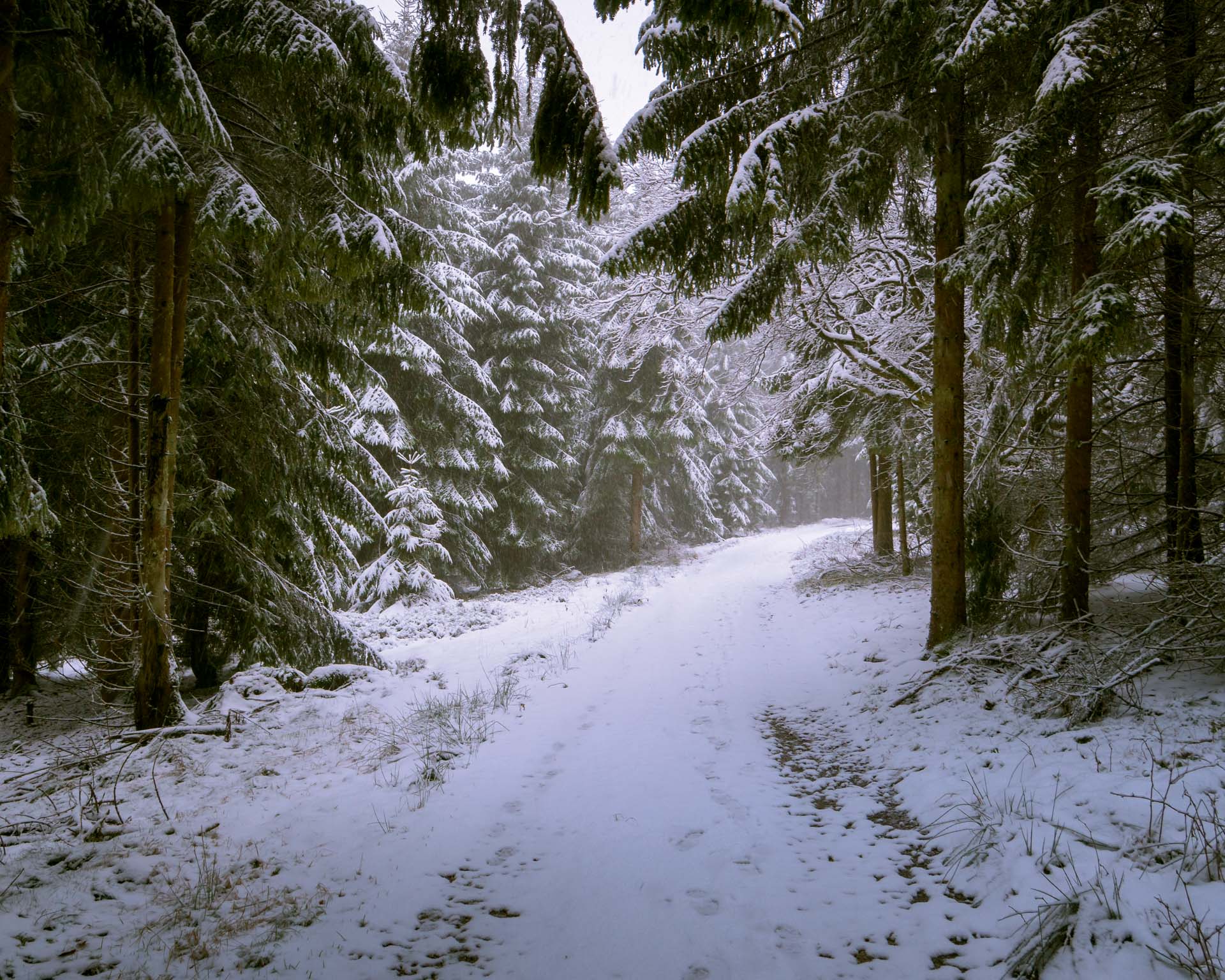 Leicht verschneiter Weg im Fichtenwald im Taunus