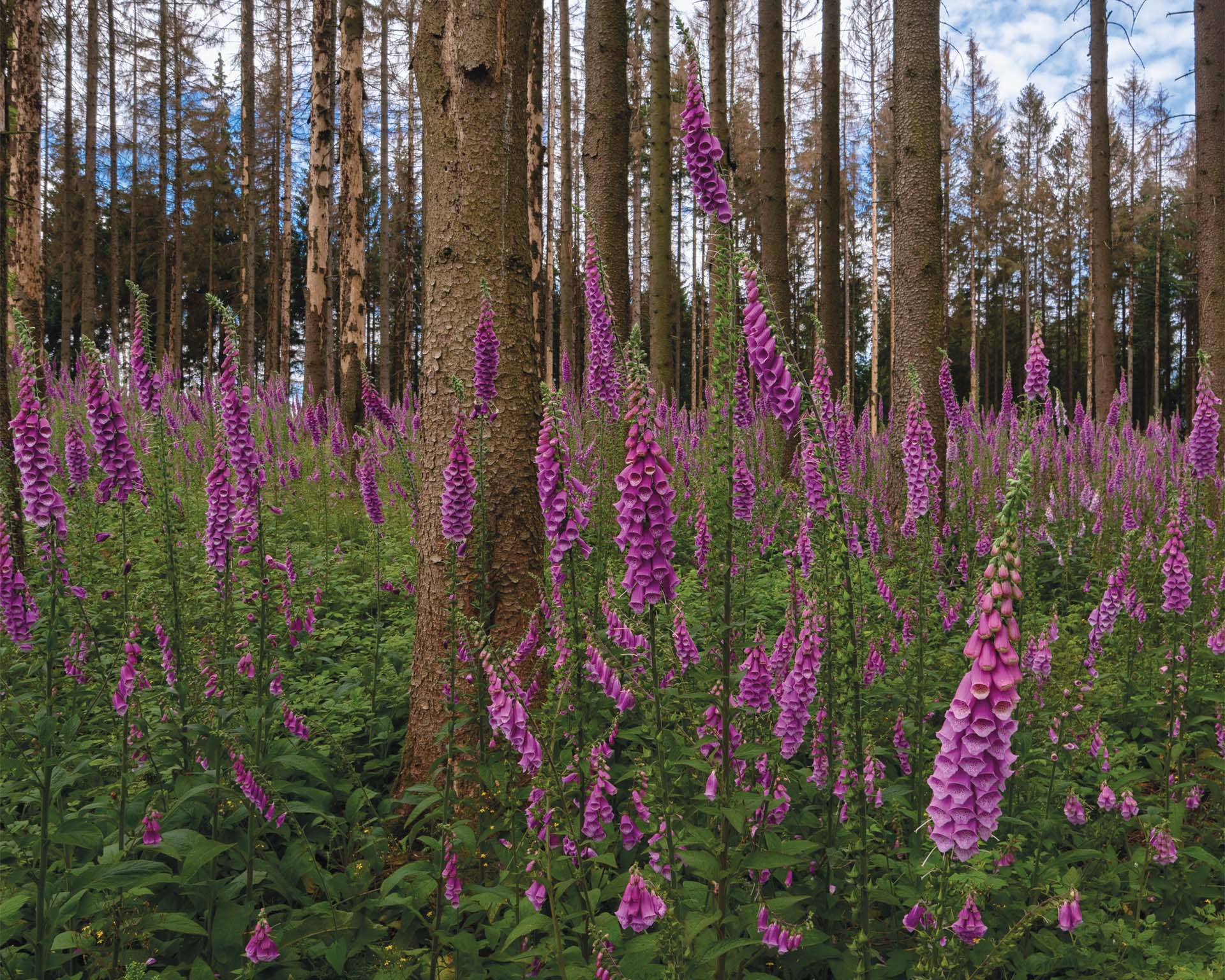 Blühende Fingerhüte inmitten eines kahlen Fichtenwaldes, gesehen bei Neu-Anspach