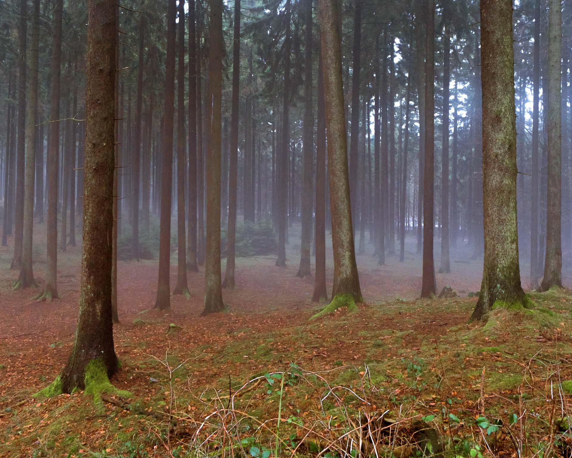 Blick in einen winterlichen Nadelwald, leicht neblig