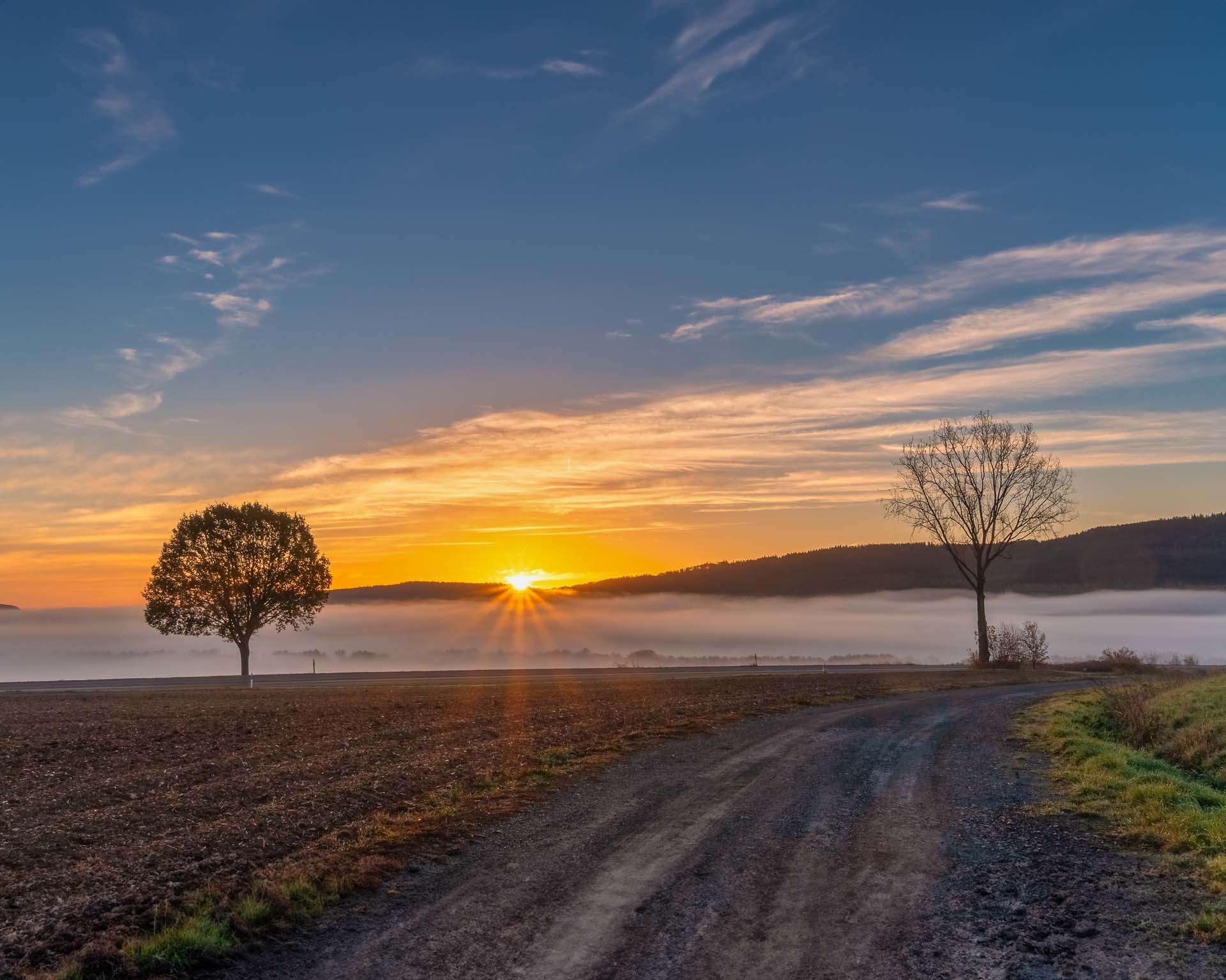 Bild eines einsamen Baums vor tief stehender Sonne im leichten Nebel