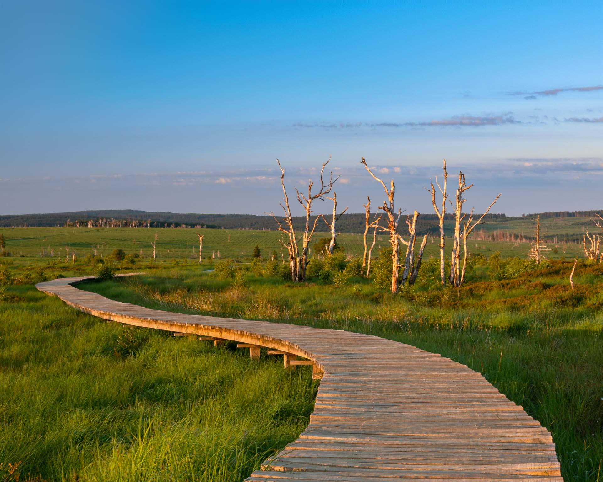 Holzbohlenweg über Sumpfgebiet vor kahlen Bäumen im Hohen Venn