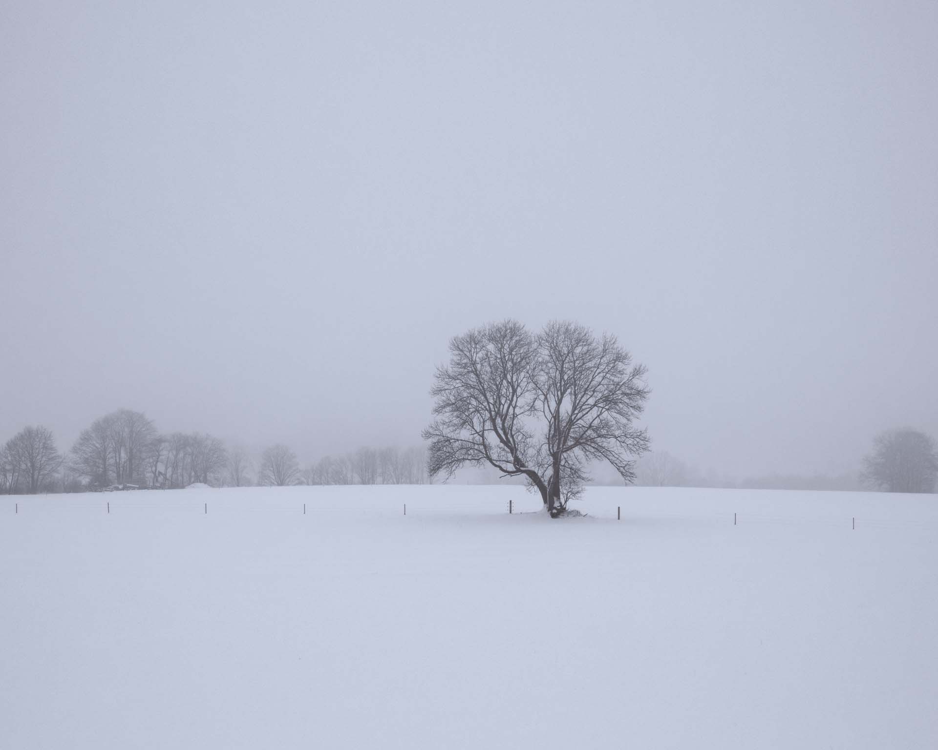 Einsamer Baum im Schnee, gesehen in der Nähe der Wasserkuppe