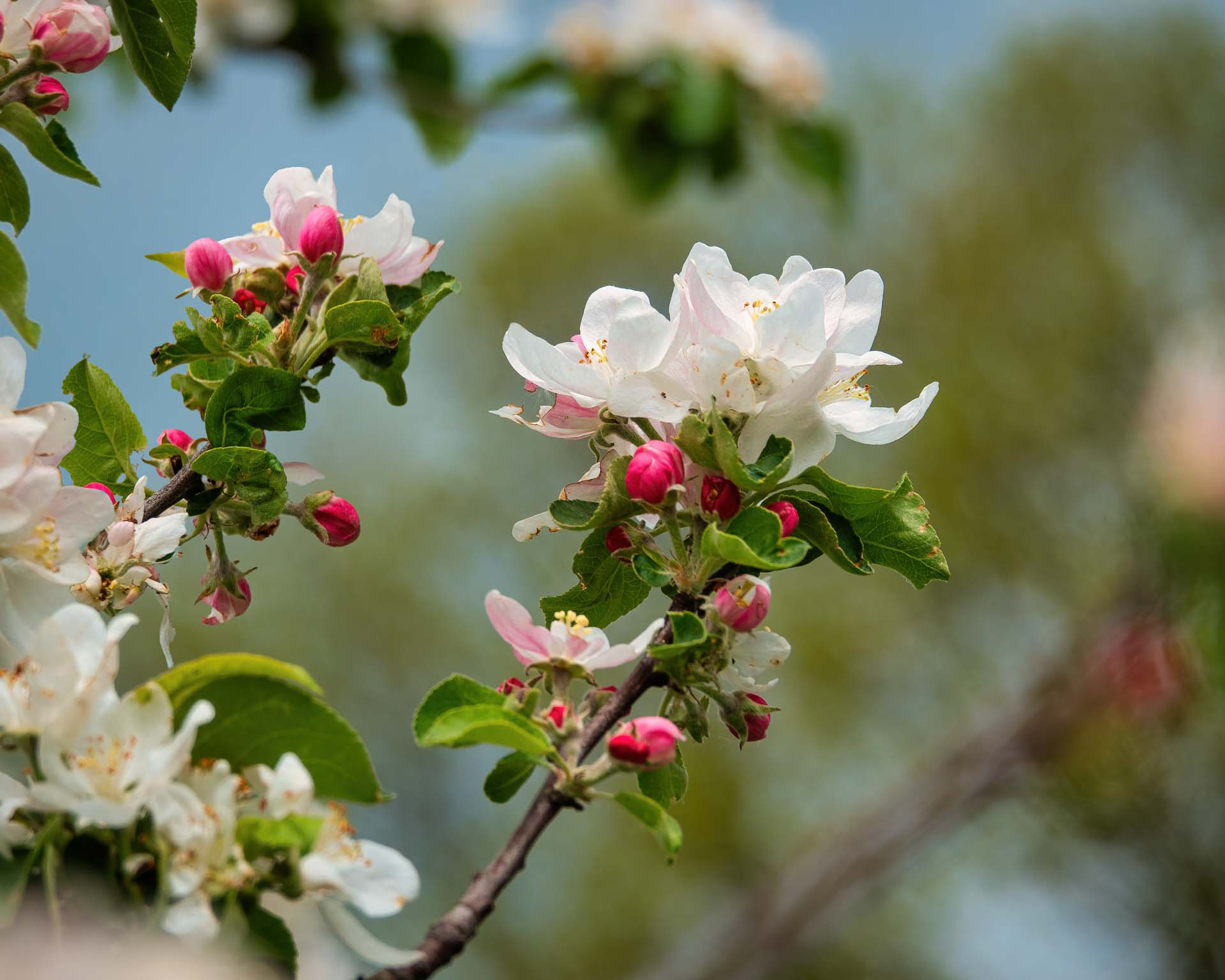 Nahaufnahme von Apfelblüten