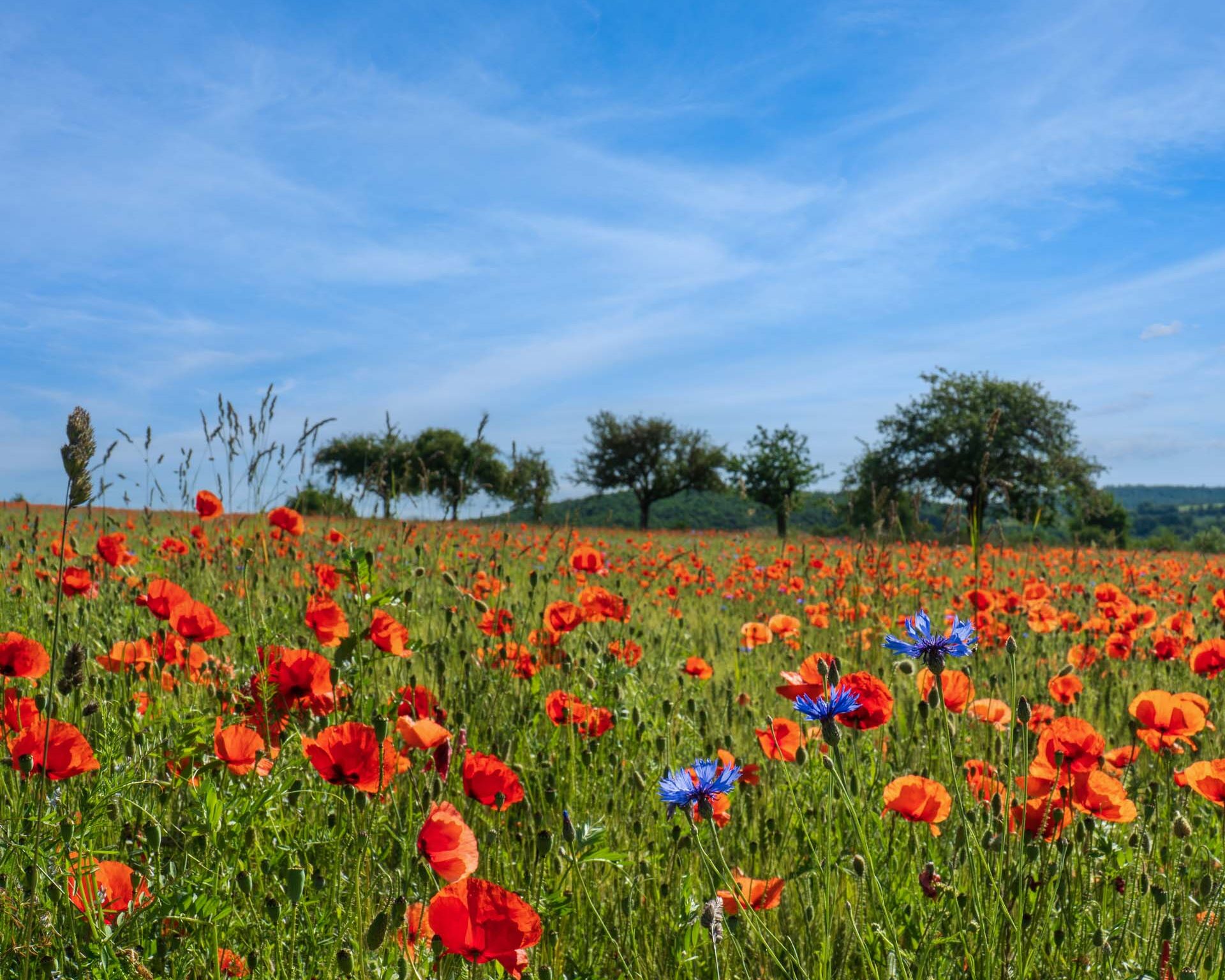 Feld mit rot leuchtenden Mohnblumen und blauen Kornblumen