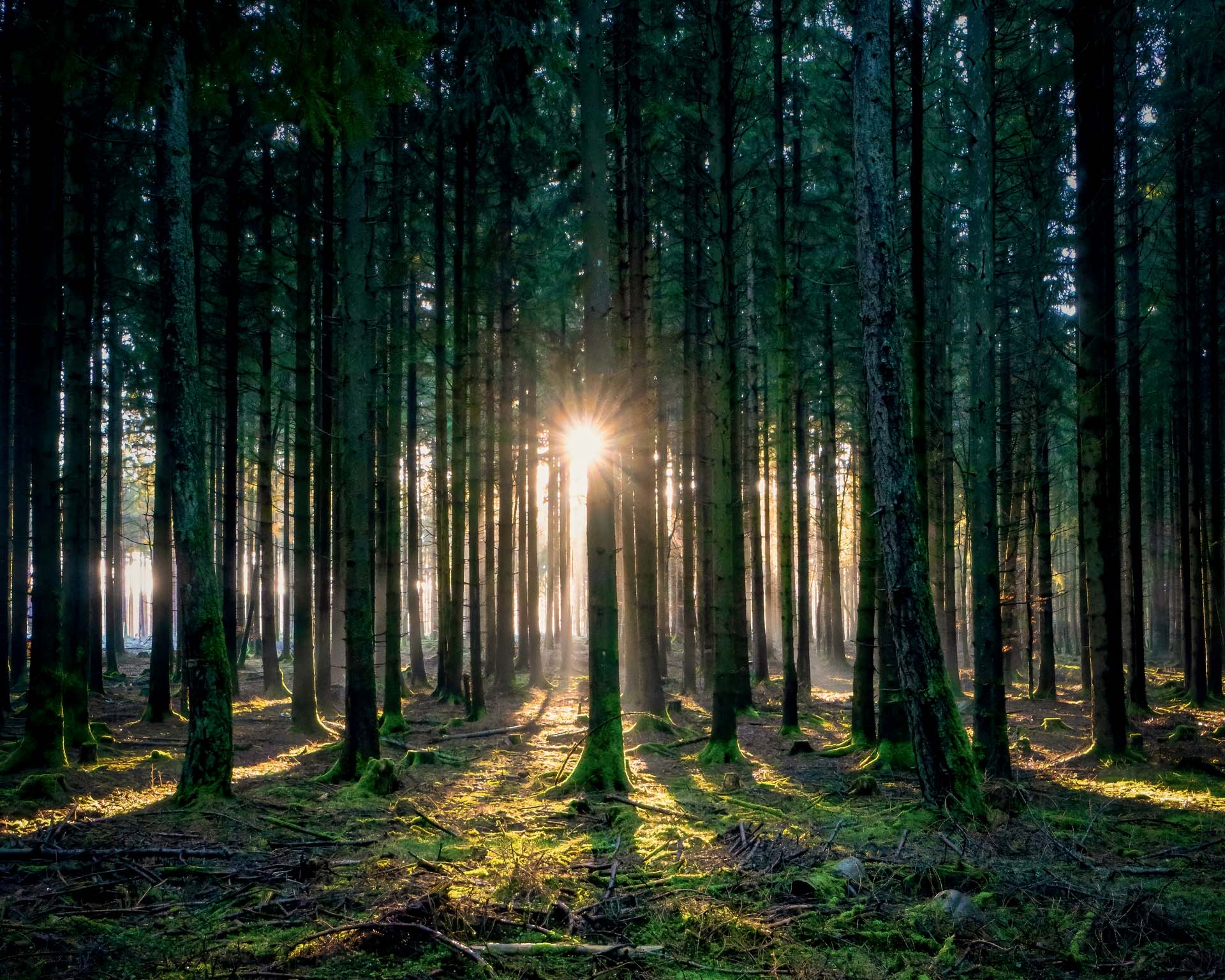 Frühe Morgensonne bricht ihr Licht durch einen Fichtenwald