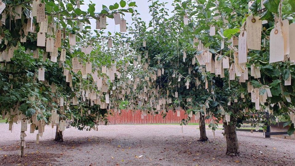 Baumplantage mit Wunschkarten