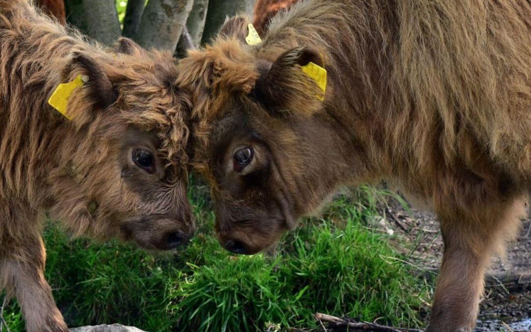 Schwere Kost, lieber Paulus