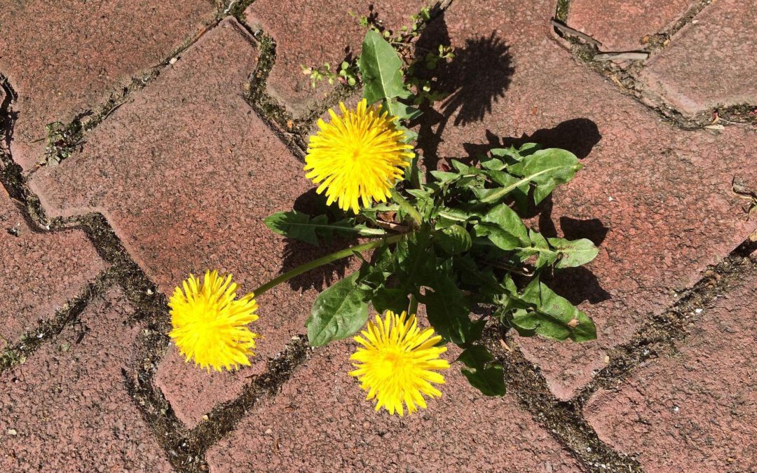 Freut euch – trotzt allem Leiden!